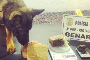 Cães da polícia encontram droga avaliada em R$ 40 mil em Rio Verde (Foto: Divulgação - PC)