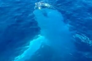 Baleia é filmada dando 'oi' para navegantes e girando debaixo da água: vídeo