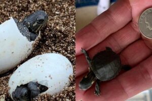 Cientista faz 'cesárea' em tartaruga atropelada e salva ovos de 7 filhotes, nos EUA