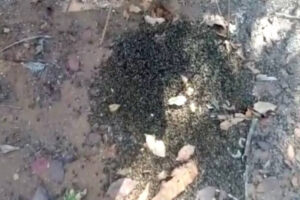 Imagem mostra milhares de abelhas mortas, espalhadas na colmeia e no chao, após serem envenenadas. Foto ilustra chamada: Apicultor denuncia morte criminosa de abelhas em Orizona