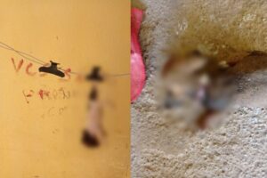 Ministério Público denuncia jovem que matou três filhotes de cachorro em Aparecida de Goiânia