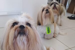 Jornalista diz que teve cachorros roubados no setor Vila Brasília, em Aparecida