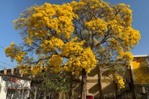 Goiânia prepara tombamento de ipê amarelo mais antigo da cidade