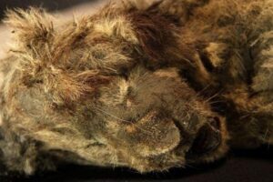 Leão-das-cavernas é achado após ficar congelado na Sibéria por 28 mil anos