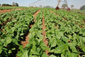 Goiás projeta quarta posição no ranking de maiores produtores com crescimento na safra do feijão de 6,3%