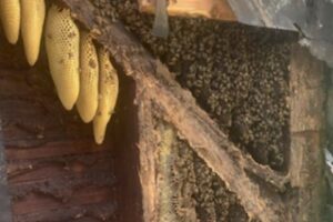 Casal paga R$ 62 mil para retirar 450 mil abelhas de dentro de suas paredes