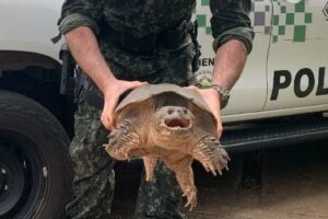 Uma tartaruga com mordida mais forte que a de um leão é encontrada em São Paulo. As mandíbulas podem quebrar ossos humanos com facilidade