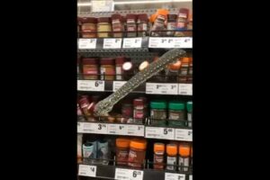 INUSITADO: Mulher encontra cobra em prateleira de supermercado na Austrália. O caso ocorreu no último dia 18 de agosto.
