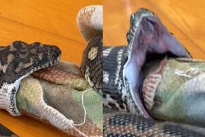 Vídeo: Cobra mira cachorro, mas engole cobertor ao se enganar com cheiro