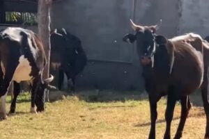 Produtores reclamam de ataque de moscas a vacas, em Mineiros e Perolândia