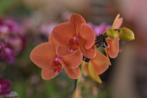 Cada visitante da exposição de orquídeas e rosas do deserto que doar dois quilos de alimentos não perecíveis, recebe gratuitamente uma muda de flor (Claudivino Antunes - SecomAparecida)
