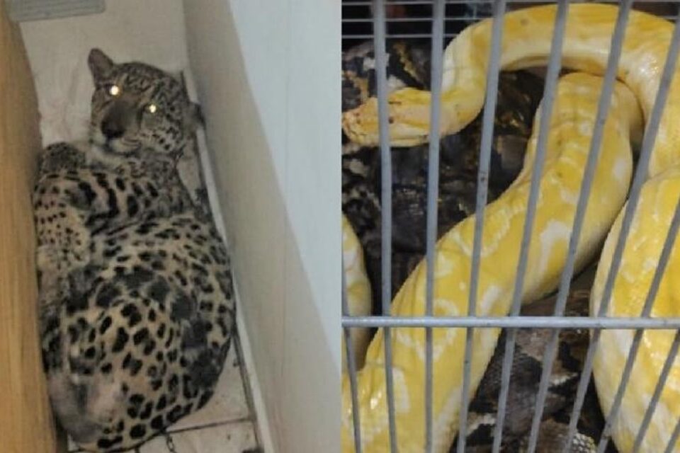 Onça-pintada e mais de 80 animais são resgatados de cativeiro em SP - Uma onça-pintada mantida em cativeiro foi resgatada, junto com mais 80 animais, na quinta-feira (9) à noite pela Polícia Militar Ambiental na Estancia São José, em Peruíbe, litoral de São Paulo.