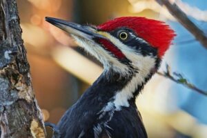 Pássaro que inspirou personagem Pica-Pau está extinto, diz Estados Unidos (Foto: Instagram - CNN)