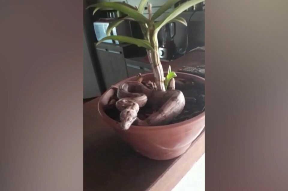 Dona de casa se assusta ao encontrar jiboia dentro de vaso de planta em Hidrolândia; assista