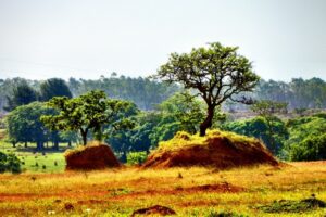 Paisagem do bioma - Desmatamento do Cerrado é responsável pela crise hídrica. Perda de vegetação soma quase 50%. Ocupação pelo agronegócio é ameaça