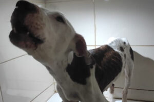 Foto da cadela - Pit Bull em situação de maus-tratos foi resgatada no Entorno do DF. Cadela estava com sintomas de estresse e fome. Animal comia gatos. Veja: