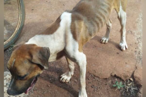 Dois cães são resgatados em situação de maus-tratos em Itumbiara