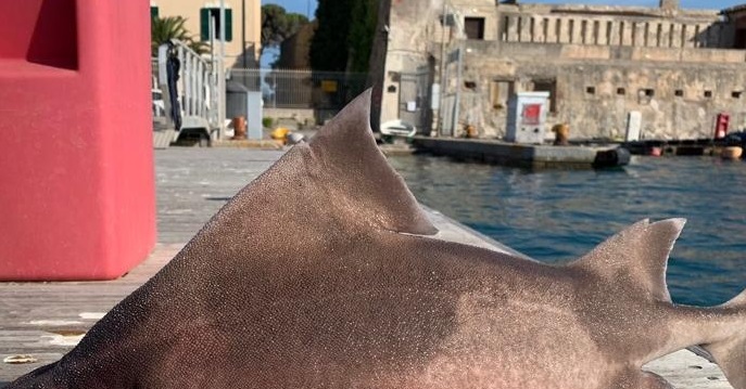 Animal com pouco mais de um metro de comprimento intrigou a Marinha. Tubarão com 'rosto de porco' é encontrado morto na Itália: foto