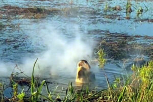Tik Tok Vídeo de crocodilo comendo drone em pântano viraliza na web: assista
