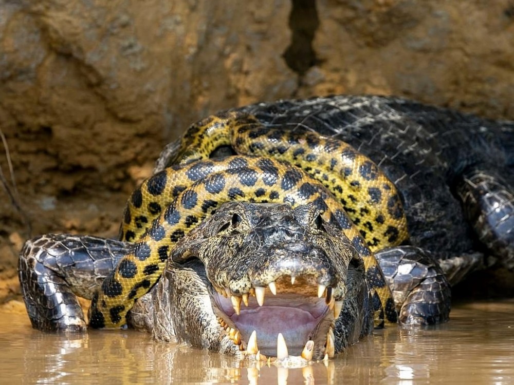 Sucuri Mais Goiás