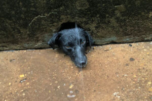 Cadela recebe ajuda após ficar com a cabeça presa em buraco no muro, em Caldas Novas