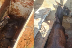 Burro e égua caem dentro de covas em cemitério e são resgatados, em Uruaçu