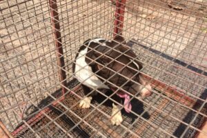 Após tentar morder moradores, pit bull é capturado em Goianésia
