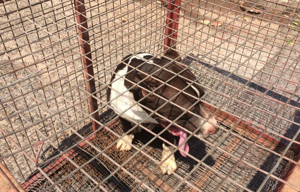 Após tentar morder moradores, pit bull é capturado em Goianésia