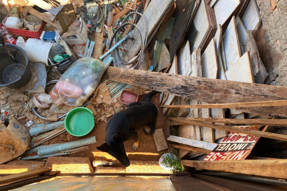 Animal vivia em meio a muito lixo dentro de um lote no Bairro de Lourdes. (Foto: Jonathan Cavalcante/Mais Anápolis)