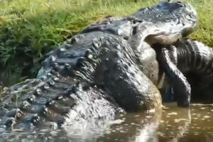 Crocodilo pratica canibalismo na Carolina do Sul, EUA