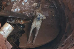 Cachorro cai em fossa e ajuda bombeiros no próprio resgate em Formosa; vídeo
