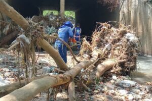 Bombeiros registram queda de 15 árvores após chuva em Goiânia