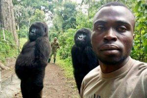 Ndakazi (à dir) ficou famosa em selfie ao lado da gorila Ndeze e de Mathieu Shamavu, que trabalha Centro Senkwekwe para Gorilas-das-Montanhas Órfão