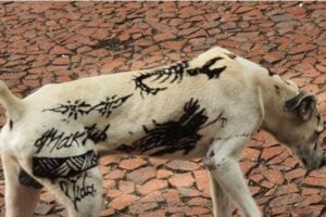 Projetos de lei que proíbem tatuagens e piercings em animais avançam no Brasil (Foto: Reprodução)