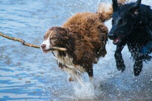 Cachorros correndo sobre a água