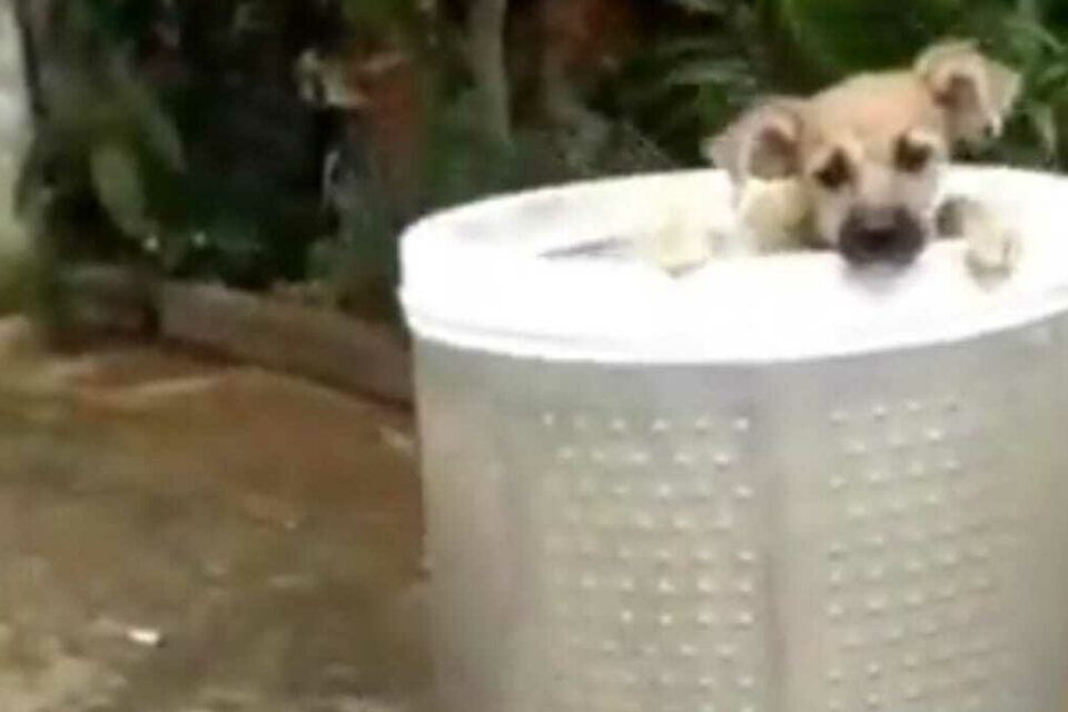 Cadela abandonada em lixeira aguarda adoção, em Anápolis