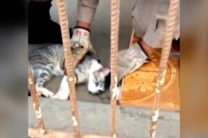 Gato é reanimado após ficar preso em cano em Rio Verde; Vídeo