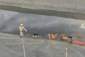 Bombeiros usam técnica de rapel e resgatam cachorros de tanque de chorume