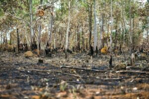 Área desmatada pelo último incêndio na Chapada dos Veadeiros é igual a 30% do desmatamento da região nos últimos 10 anos (Foto: Wikimedia)