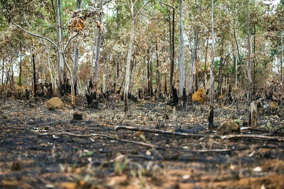Área desmatada pelo último incêndio na Chapada dos Veadeiros é igual a 30% do desmatamento da região nos últimos 10 anos (Foto: Wikimedia)
