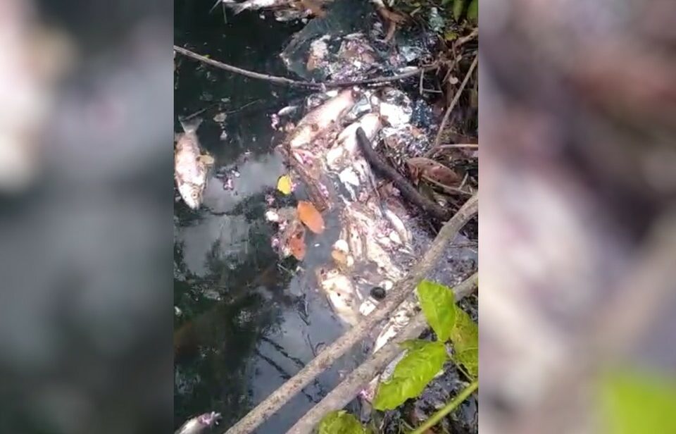 Centenas de peixes aparecem mortos no Rio dos Bois, em Alto Horizonte