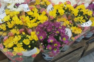 Preço de flores para o Dia de Finados têm variação de até 92,31% em Goiânia