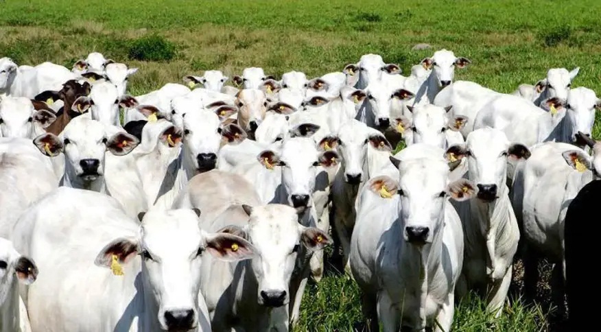 Polícia prende suspeitos de roubo a mais de 300 cabeças de gado em Goiás