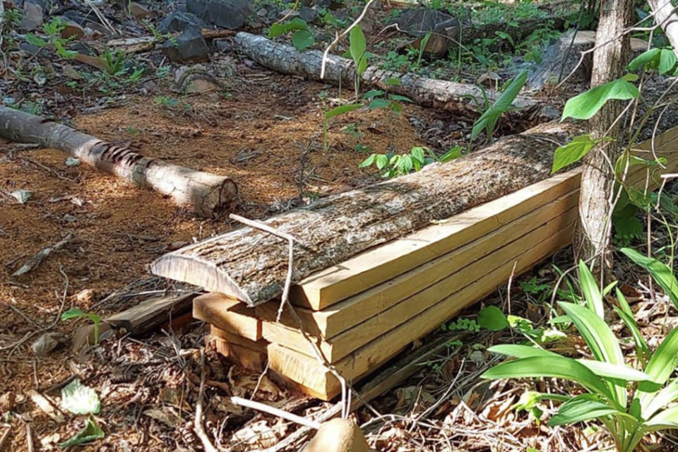 MP-GO investiga prefeito de São Domingos por extração ilegal de madeira