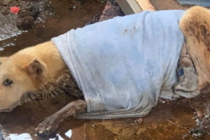 Cães são resgatadas de extrema situação de maus-tratos no Parque Atheneu, em Goiânia
