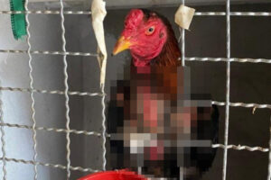 Polícia prende 60 pessoas e resgata 85 aves em rinha de galos em Bonfinópolis