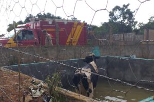Bombeiros resgataram vaca que caiu em poço d'água, em Novo Gama