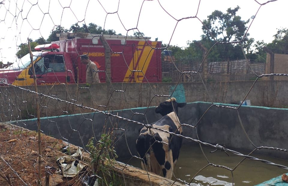 Bombeiros resgataram vaca que caiu em poço d'água, em Novo Gama