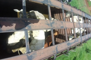 Suspeito de furtar 14 cabeças de gado é preso em Catalão