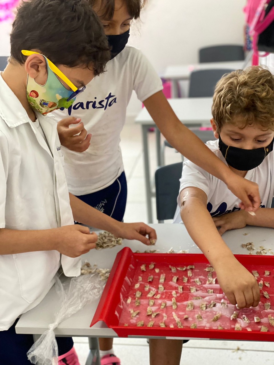  estudantes captaram sementes de ipês roxos do colégio, que serão distribuídas para a comunidade.